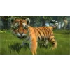 XBOX 360 Kinectimals