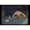 Wii Ben 10: Alien Force